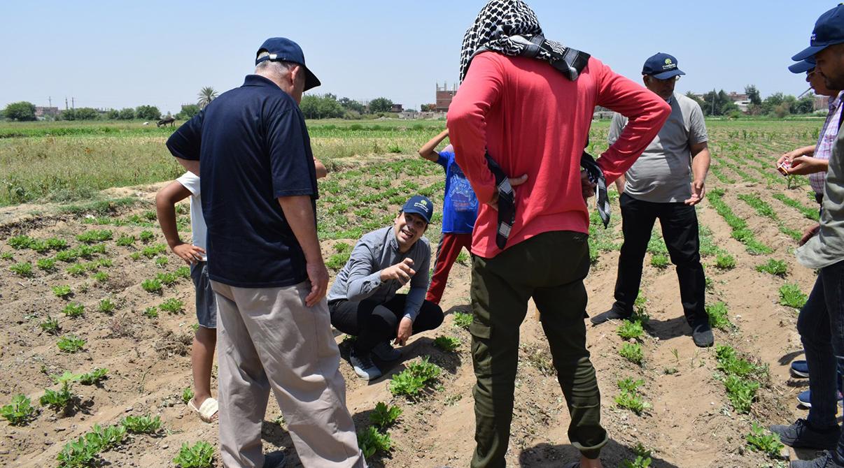 Evergrow and Arab Potash Company Research Team Conduct Field Visits in Menoufia and Ismailia