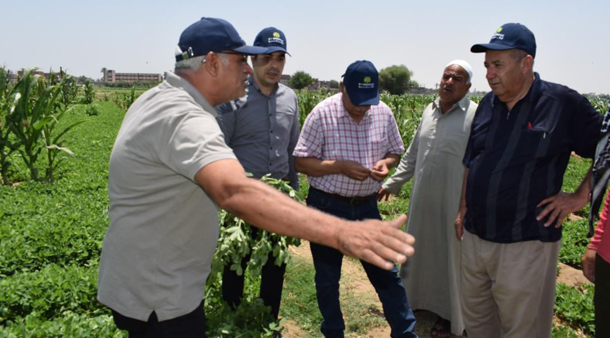 Evergrow and Arab Potash Company Research Team Conduct Field Visits in Menoufia and Ismailia