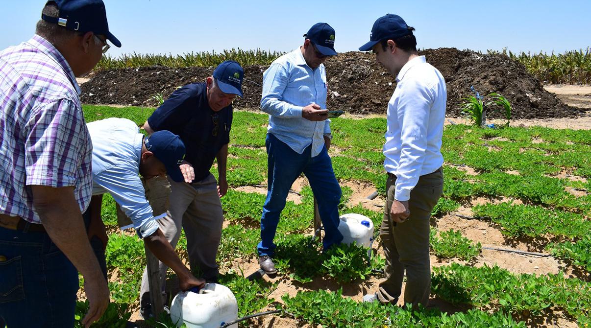 Evergrow and Arab Potash Company Research Team Conduct Field Visits in Menoufia and Ismailia