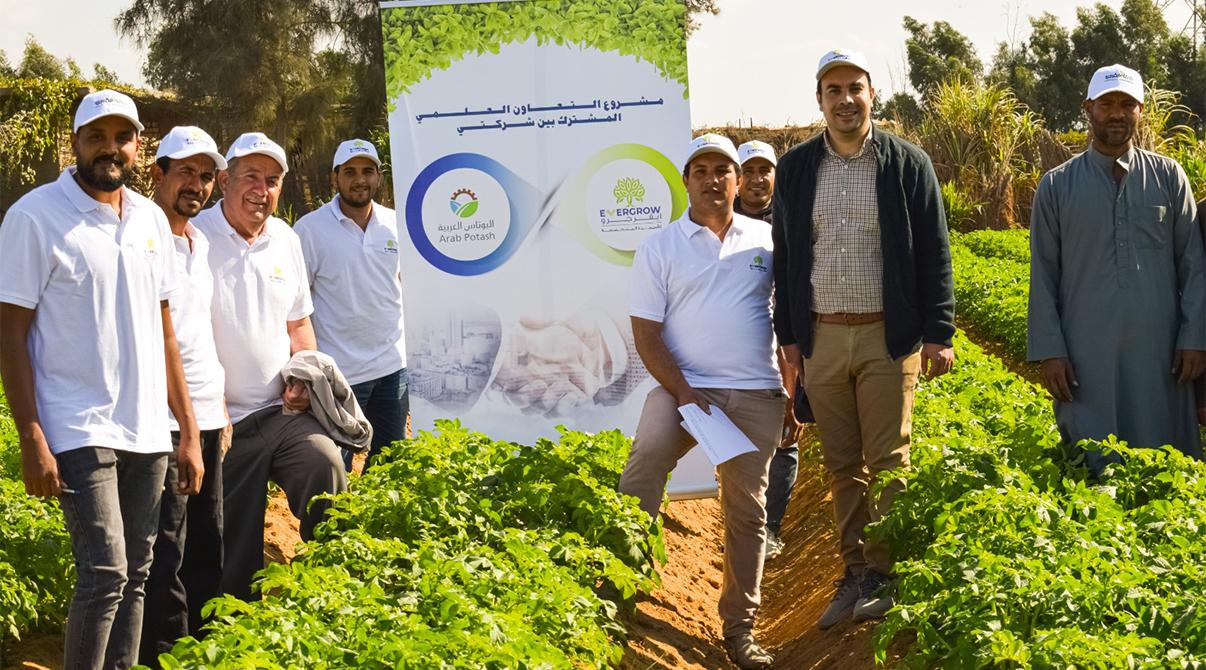 Evergrow and Arab Potash Company Research Team Conduct Field Visits to Optimize Potash Fertilizer Use at Giza, Menoufia and Ismailia