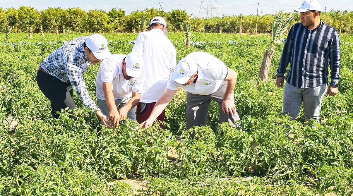 Evergrow and Arab Potash Company Research Team Conduct Field Visits to Optimize Potash Fertilizer Use at Giza, Menoufia and Ismailia