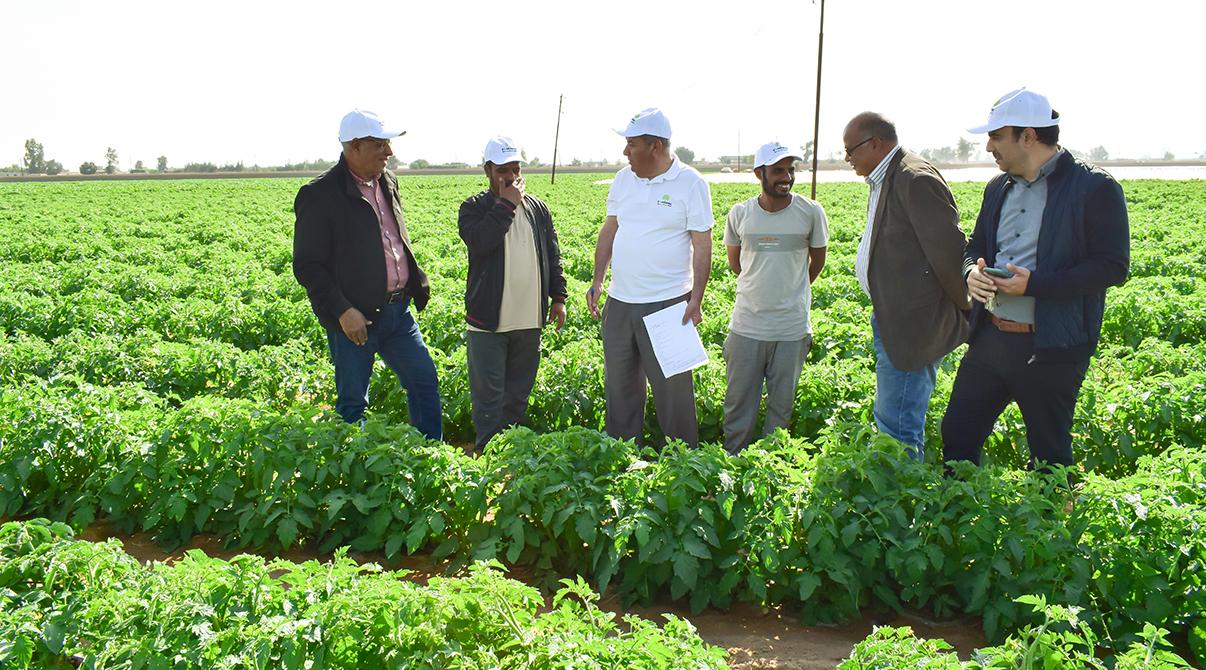 Evergrow and Arab Potash Company Research Team Conduct Field Visits to Optimize Potash Fertilizer Use at Giza, Menoufia and Ismailia