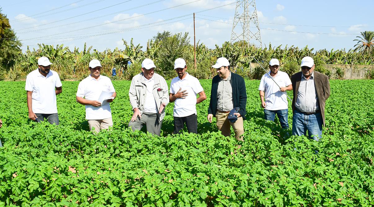 Evergrow and Arab Potash Company Research Team Conduct Field Visits to Optimize Potash Fertilizer Use at Giza, Menoufia and Ismailia