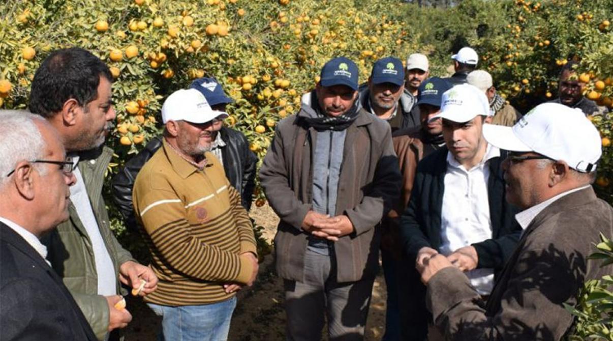 Evergrow Technical Support Team Visits Ramses Farm for Citrus Crop Guidance