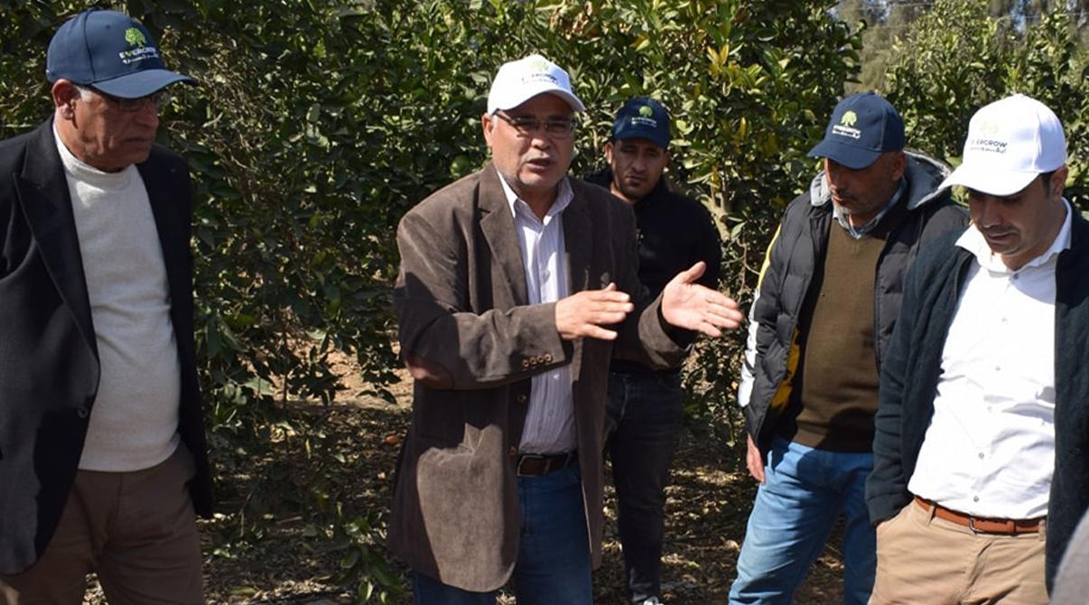 Evergrow Technical Support Team Visits Ramses Farm for Citrus Crop Guidance