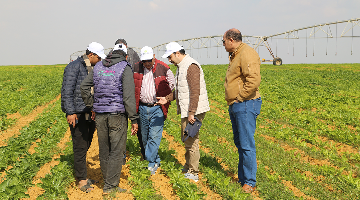 Field Visit to Strengthen Collaboration with Sugar Beet Farmers in Wadi El Natrun