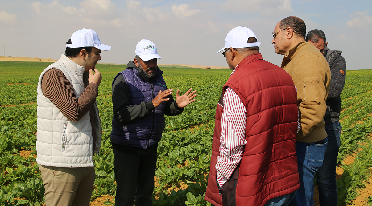 Field Visit to Strengthen Collaboration with Sugar Beet Farmers in Wadi El Natrun