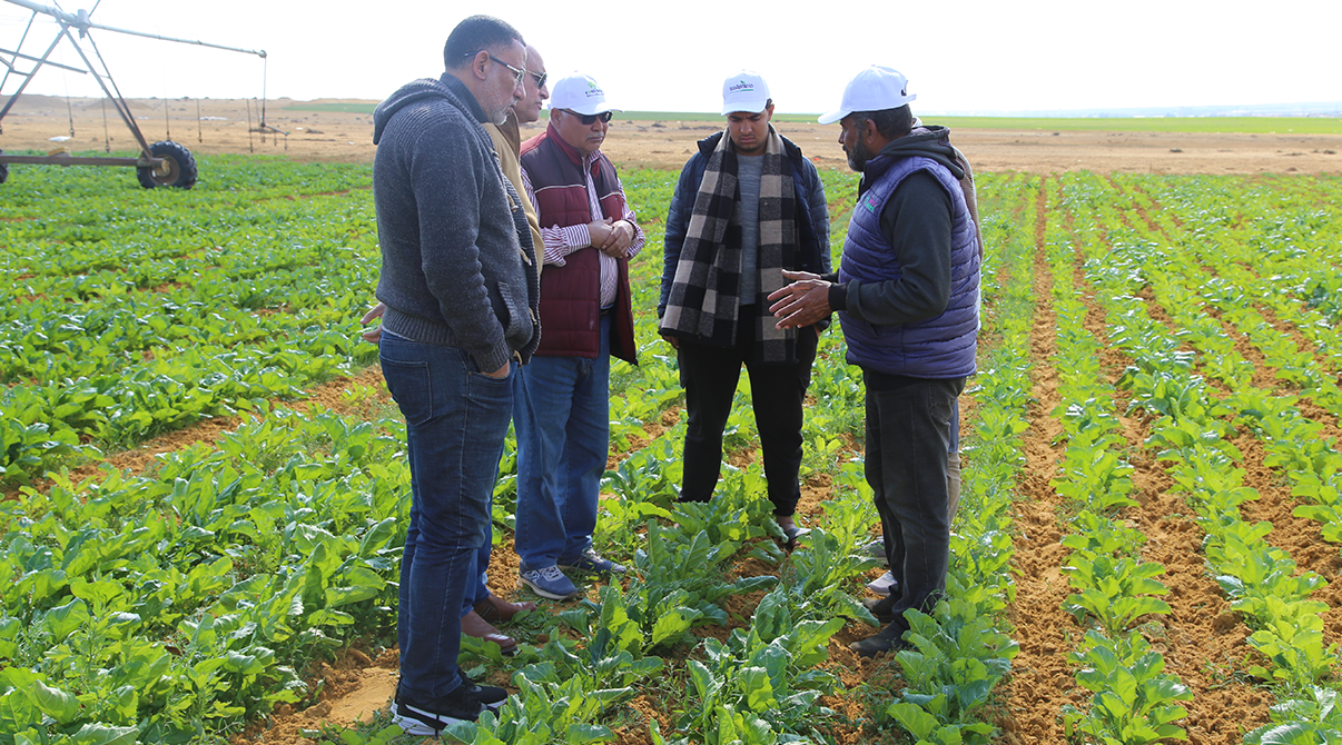 Field Visit to Strengthen Collaboration with Sugar Beet Farmers in Wadi El Natrun