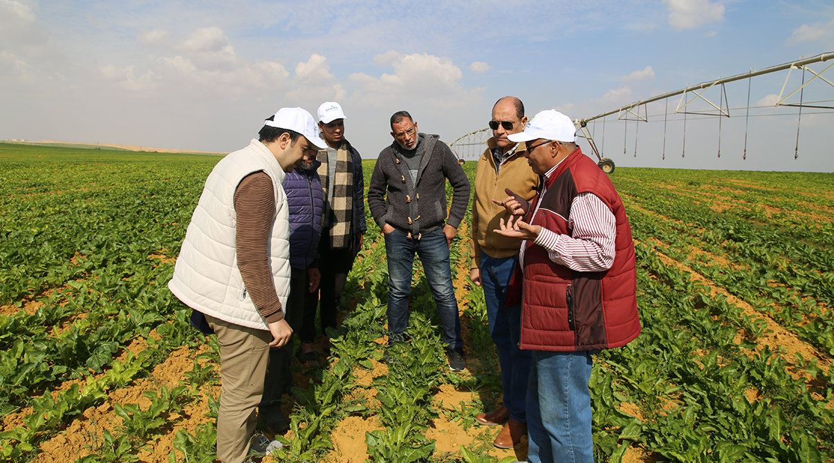 Field Visit to Strengthen Collaboration with Sugar Beet Farmers in Wadi El Natrun
