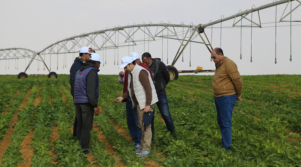 Field Visit to Strengthen Collaboration with Sugar Beet Farmers in Wadi El Natrun