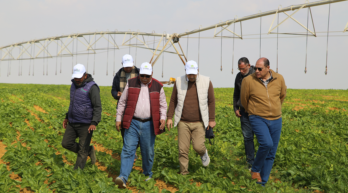Field Visit to Strengthen Collaboration with Sugar Beet Farmers in Wadi El Natrun