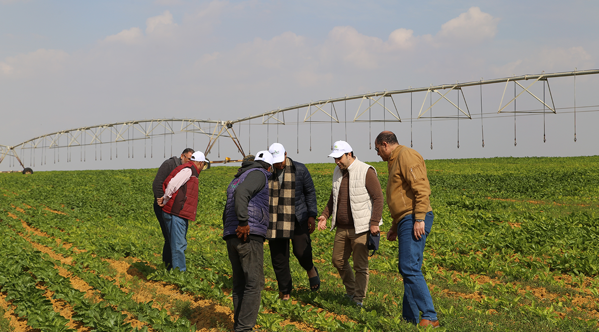 Field Visit to Strengthen Collaboration with Sugar Beet Farmers in Wadi El Natrun