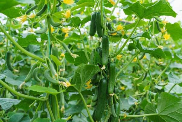 Changes in growth, yield and fruit quality of cucumber (Cucumis sativus L.) in response to foliar application of calcium and potassium nitrate under plastic house conditions