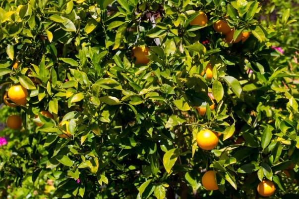 Effect of Foliar Application with Calcium, Potassium and Zinc Treatments on Yield and Fruit Quality of Washington Navel Orange Trees